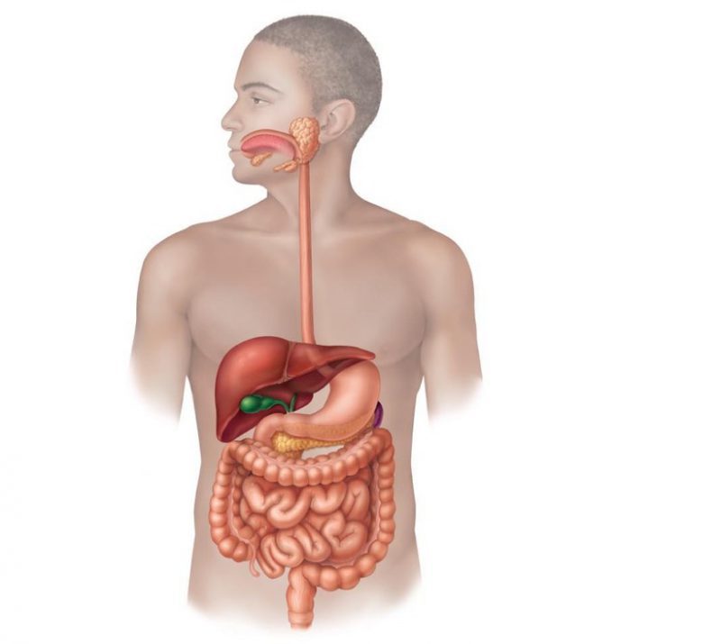 საჭმლის მომნელებელი