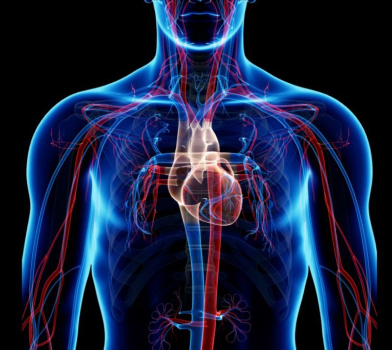 გულ-სისხლძარღვთა