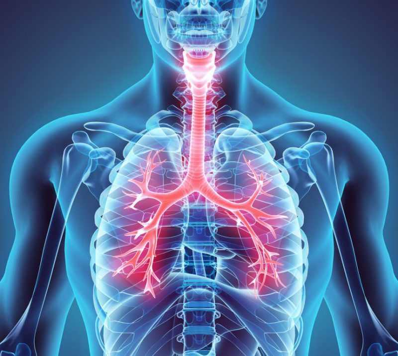 სასუნთქი სისტემა